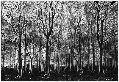 417B WOODSCAPE.jpg